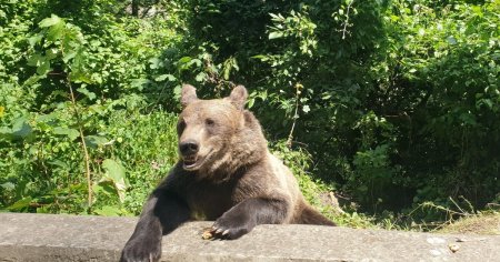 Ursii si lupii au produs cele mai multe pagube in Romania. Judetul unde s-au inregistrat <span style='background:#EDF514'>DESPAGUBI</span>ri uriase