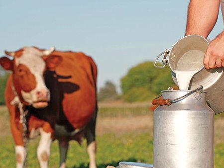 Topul cumparatorilor de lapte: producatorul roman Simultan din Timis, peste Danone si Hochland