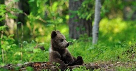 Ursul care a ajuns la doi pasi de Bucuresti, cautat in continuare de jandarmi. De ce animalele salbatice isi parasesc habitatul
