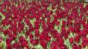 Parcurile din mai multe orate din Romania s-au umplut de mii de flori divers <span style='background:#EDF514'>COLOR</span>ate