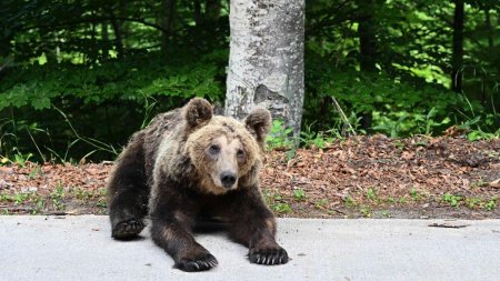Apare specia  Ursul de Bucuresti. Viteza de inaintare a animalelor salbatice spre Capitala: 10 km pe an