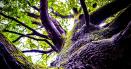Cel mai batran copac din <span style='background:#EDF514'>PRAHOVA</span>. Arborele se afla la doar 20 kilometri de Ploiesti