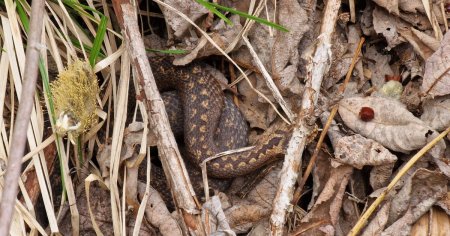 Vipera gasita langa o cabana din zona montanta Ranca. <span style='background:#EDF514'>JANDARMII MONTANI</span> au intervenit si au indepartat reptila