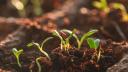 Fertilizarea solului: Sfaturi practice pentru o recolta bogata
