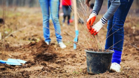 Primarul Capitalei: Plantam 97 de arbori tineri in cadrul proiectului Coroana Verde pentru Regina <span style='background:#EDF514'>ELISA</span>beta