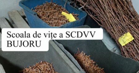 Minunatiile verzi de la <span style='background:#EDF514'>SCOALA</span> de vite a Statiunii de Cercetare Bujoru. Butasii au mare cautare si in strainatate VIDEO