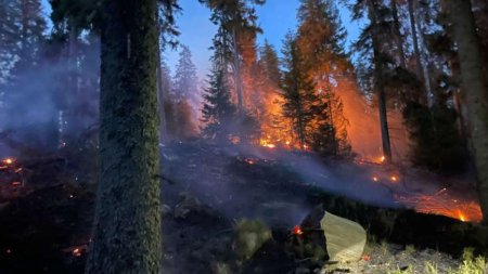 Un incendiu de padure din zona Lapusna s-a extins pe circa 40 de hectare din cauza vantului