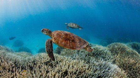 <span style='background:#EDF514'>INCALZIREA GLOBALA</span> provoaca dezastre: Recifele de corali sufera al patrulea episod global de inalbire