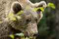 Ursul vazut langa Bucuresti in weekend nu a fost gasit nici dupa trei zile. Jandarmeria Ilfov: Noi continuam sa il cautam