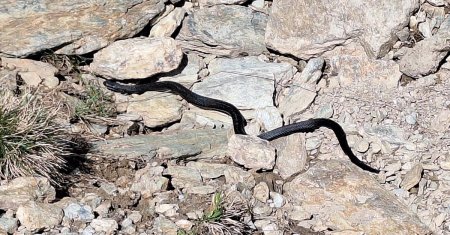 Pericol in Muntii Retezat! O vipera neagra le-a iesit in cale turistilor. VIDEO