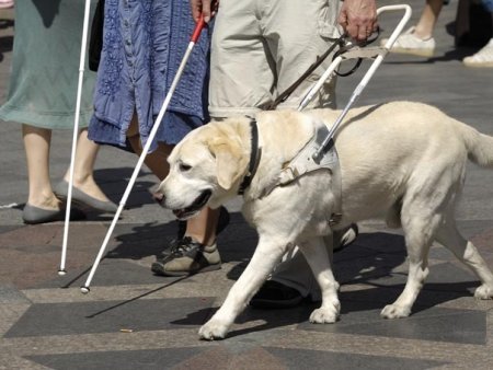 Parlament: Cainii ghizi ai persoanelor nevazatoare vor avea acces oriunde