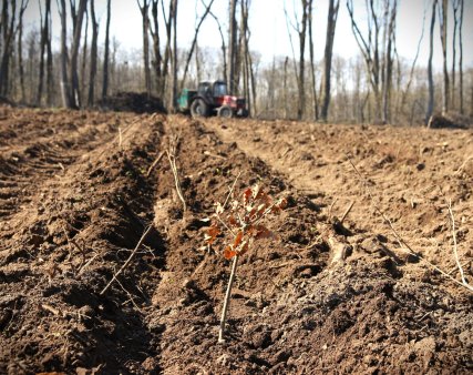 Romsilva va reimpaduri peste 340 de hectare de fond forestier afectate de cal<span style='background:#EDF514'>AMIT</span>ati cu fonduri din PNRR