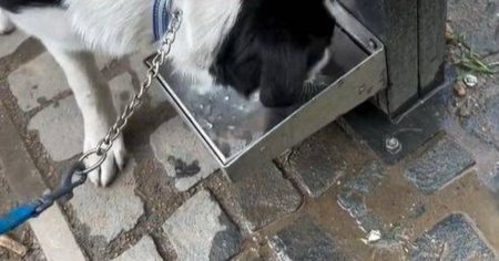 Zece puncte de hidratare pentru caini, in Timisoara. O investitie cu adevarat prietenoasa cu animalele