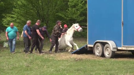 O iapa care si-a slujit stapanii ani de zile, abandonata pe un camp, in Prahova. Era slabita dupa ce fatase un manz