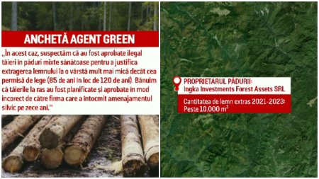 <span style='background:#EDF514'>IKEA</span>, acuzata ca taie ilegal copaci din padurile pe care le detine in Romania. Parcela cu parcela rad tot