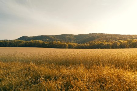 Victorie pentru fermierii din toata Europa: flexibilizarea PAC face un pas inainte