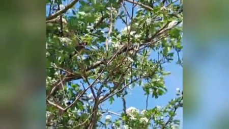 Un sarpe de aproape doi metri a fost <span style='background:#EDF514'>FILMAT IN TIMP</span> ce se urca intr-un copac, in Galati