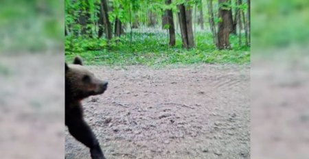 Un urs a fost vazut din nou langa Bucuresti. A fost emis un mesaj Ro-Alert