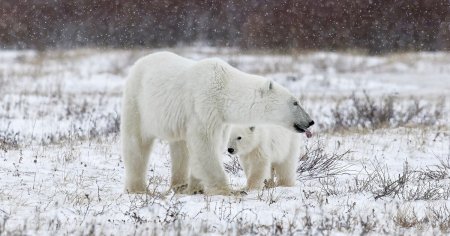 Jurnal de Nord, Canada, ziua 3: inconjurat de 13 ursi polari, o <span style='background:#EDF514'>VULPE</span> si o veverita