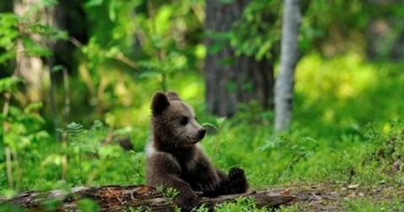 A reaparut ursul in Ciolpani. Jandarmii, in alerta