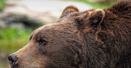 Un urs a fost vazut din nou <span style='background:#EDF514'>IN APROPIERE DE BUCURESTI</span>! A fost emis un mesaj RO-Alert