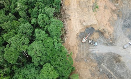 Romsilva va reimpaduri peste 340 de hectare de fond forestier afectate de calamitati cu fonduri din PNRR