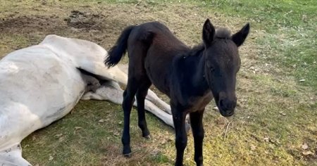 O iapa lauza, lasata in agonie pe un camp din Prahova. Manzul a pazit-o VIDEO