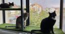 Caldura impinge pisicile sa sara de la geam. Proprietarii de feline, atentionati: 