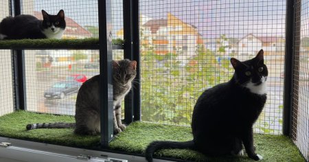 Caldura impinge pisicile sa sara de la geam. Proprietarii de feline, atentionati: Este contrar mitului ca pisicile stiu sa cada