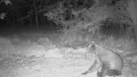 Ursul din Ciolpani a fost vazut din nou. Autoritatile au pornit o operatiune de cautare. A fost emis mesaj RO-Alert