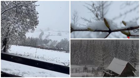 A nins in Romania! Imagini cu florile de aprilie <span style='background:#EDF514'>ACOPERIT</span>e de stratul de omat: Iarna nu se lasa dusa din peisaj