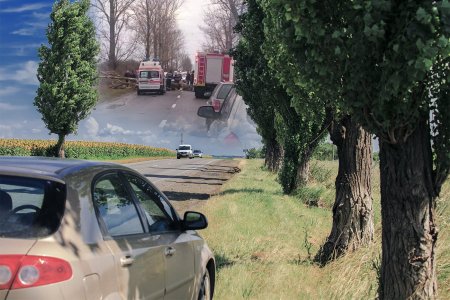 CNAIR a cerut voie sa taie plopii batrani de pe marginea unei sosele, a primit unda verde, dar n-a mai facut nimic: un copac s-a prabusit ulterior si a ucis un om. Cum se apara compania