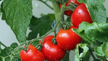 Atentie la tomate. Ce reprezinta punctele negre de pe <span style='background:#EDF514'>ROSII</span>