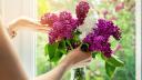 Trucuri pentru ca florile de <span style='background:#EDF514'>LILIAC</span> sa reziste mai mult in vaza. Doar asa vor ramane proaspete si frumoase