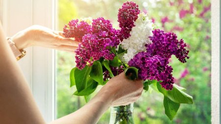 Trucuri pentru ca florile de liliac sa reziste mai mult in vaza. Doar asa vor ra<span style='background:#EDF514'>MANE</span> proaspete si frumoase