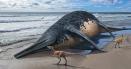 Fosile ale unei reptile marine gigantice, descoperite de o fetita de 11 ani si de <span style='background:#EDF514'>TATAL</span> ei in Marea Britanie VIDEO