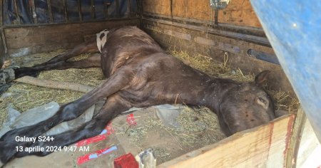 Politist, la un pas sa fie batut intr-un cartier din Targu Jiu. El urmarea o masina care transporta un cal mort