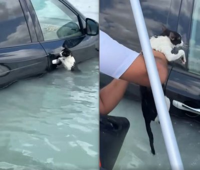 Momentul in care o pisica, agatata de portiera unei masini in timpul <span style='background:#EDF514'>INUNDATI</span>ilor din Dubai, este salvata de un politist
