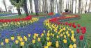 Aproape 500.000 de lalele la cea mai mare <span style='background:#EDF514'>EXPOZITIE</span> florala din Romania. Cum arata soiul de lalea unic in lume FOTO