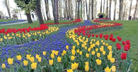 Aproape 500.000 de la<span style='background:#EDF514'>LELE</span> la cea mai mare expozitie florala din Romania. Cum arata soiul de lalea unic in lume FOTO
