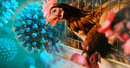 OMS: Transmiterea gripei aviare la om reprezinta o ingrijorare enorma!