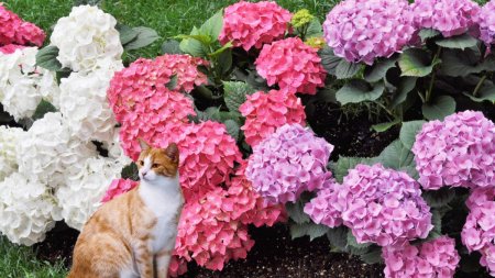 Sunt hortensiile otravitoare pentru pisici?