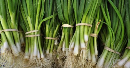 Ceapa si usturoiul verde pot fi periculoase pentru sanatatea oricui. Cand nu trebuie consumate aceste legume