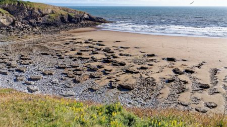 Un copil a gasit mai multe oase de dinozaur pe o plaja unde s-au <span style='background:#EDF514'>FILMAT</span> scene din Doctor Who. Ce erau de fapt