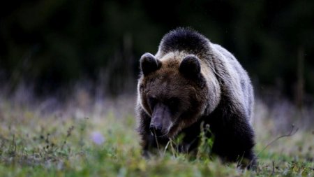 Urs alungat de jandarmi la intrarea in Bistrita