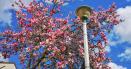 Orasul celor o mie de magnolii, la cele o mie de blocuri. O initiativa unica in tara, la <span style='background:#EDF514'>PIATRA</span> Neamt