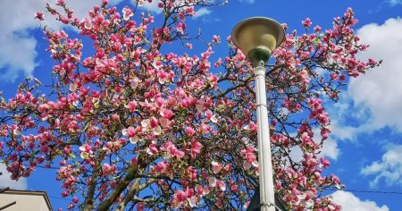 Orasul celor o mie de magnolii, la cele o mie de blocuri. O <span style='background:#EDF514'>INITIATIVA</span> unica in tara, la Piatra Neamt