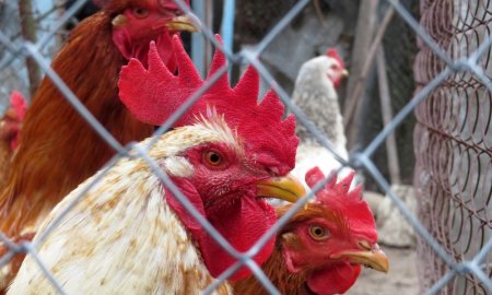 UCPR: Carnea de pui si ouale din Romania, fara riscuri pentru consumatori