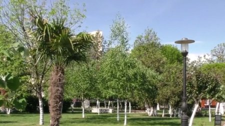Palmieri plantati intr-un oras din Romania invadat de plosnite si fara apa calda