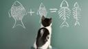 Studiul care arata ca animalele au abilitati matematice. Oamenii de stiinta au <span style='background:#EDF514'>DESCO</span>perit ca unele fiinte pot numara